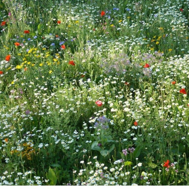 Walnes English Meadow with Annuals 1kg