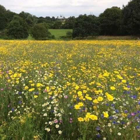 Walnes Cornfield Annuals 1kg