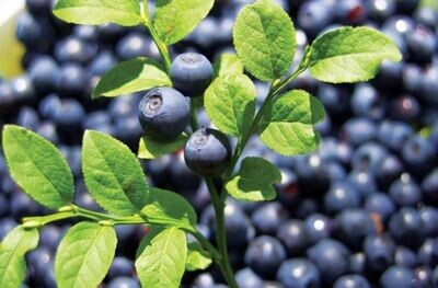 Bilberry