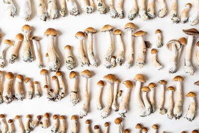 Research Mushroom Spores