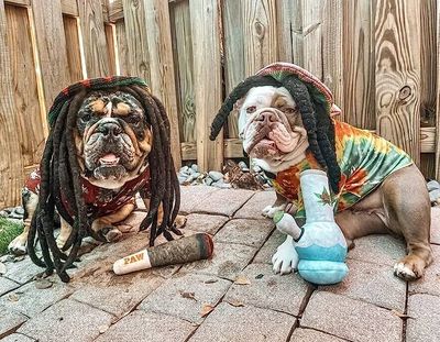 Pet Toys