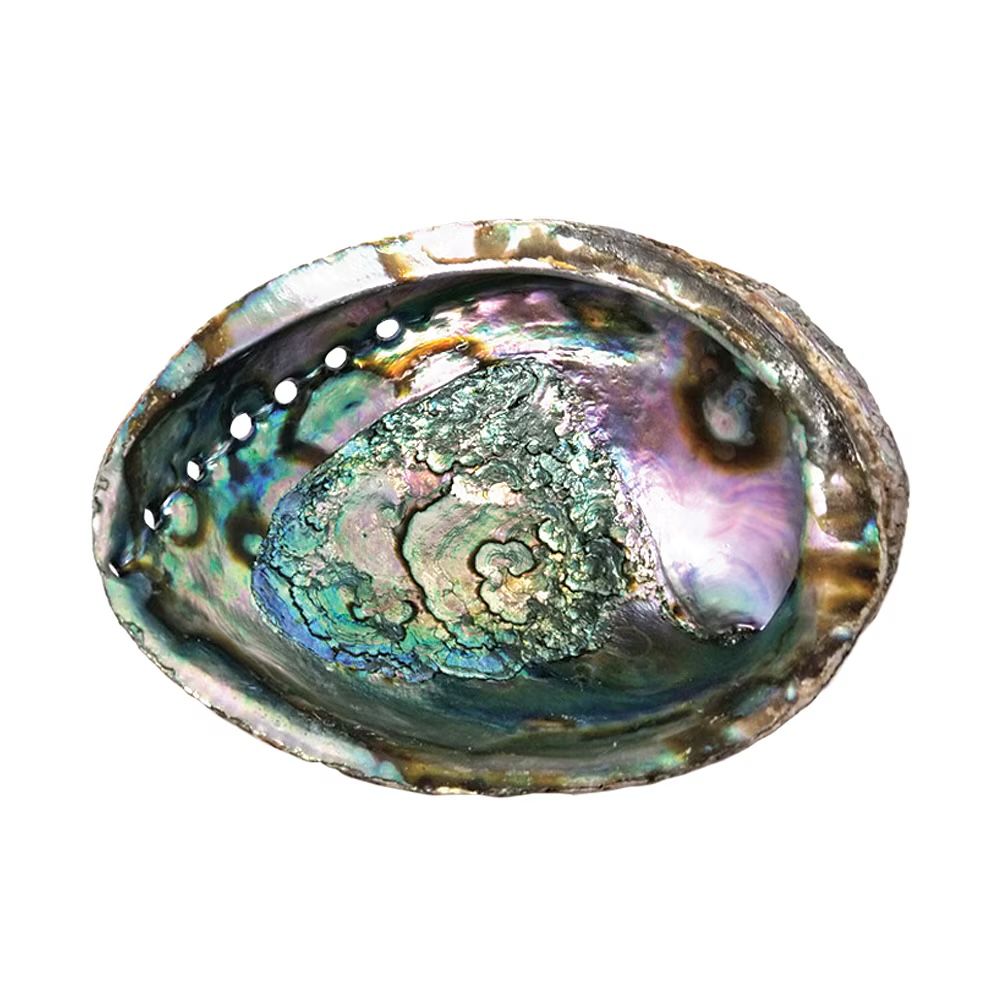 Ashtray - Large Abalone Shell