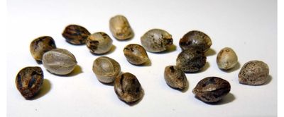 Feminized Seeds
