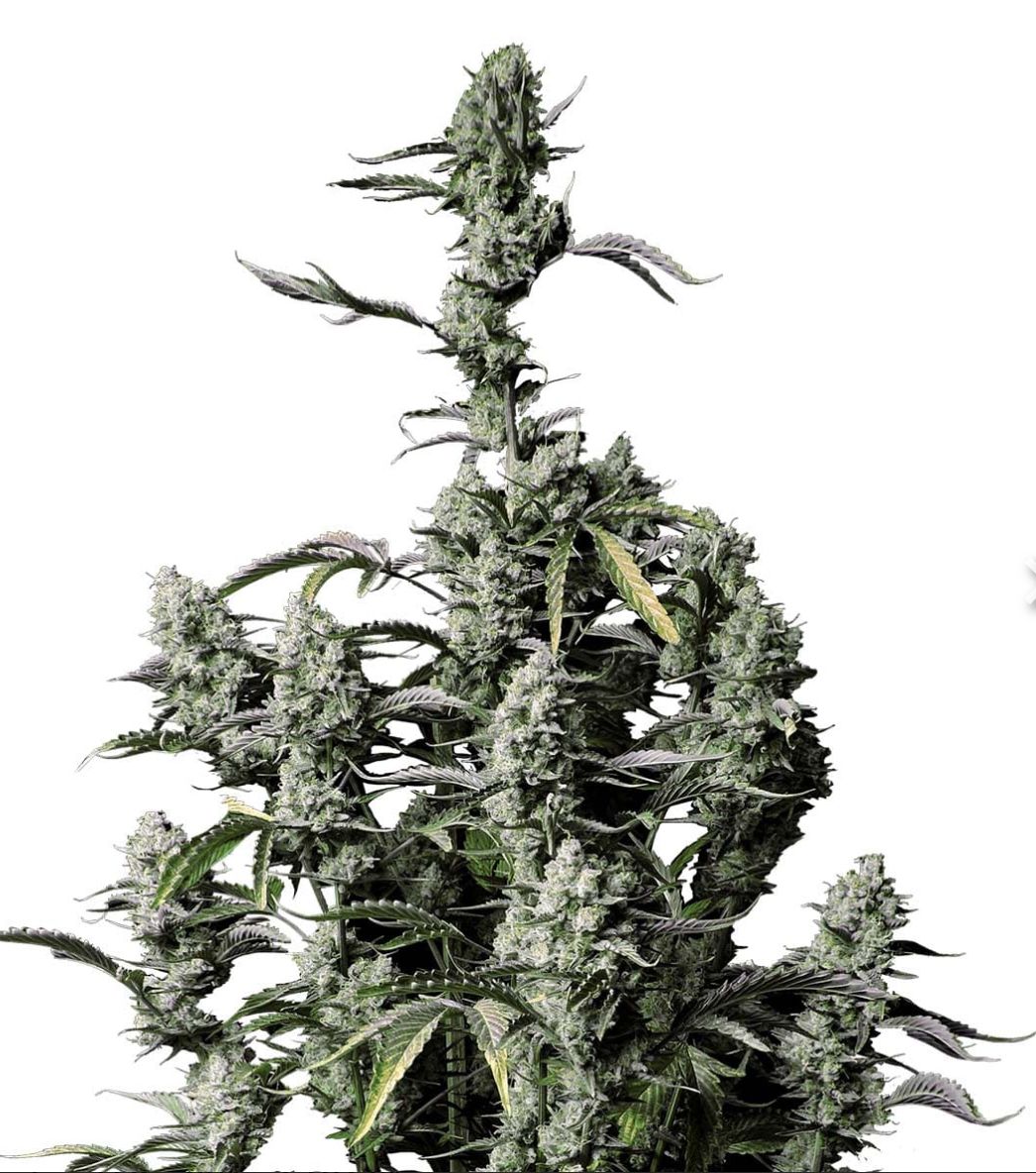 Gorilla Skittlez 1 Oz. (Green Mesa Cultivation Telluride, CO) 25%