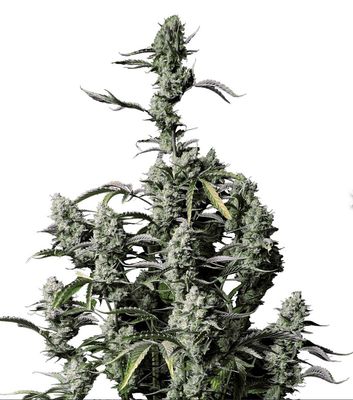 Gorilla Skittlez 1/2 Oz. (Green Mesa Cultivation Telluride, CO) 25%