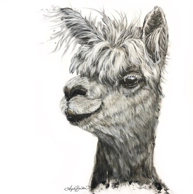 Alphie 12X12&quot; Art Print
