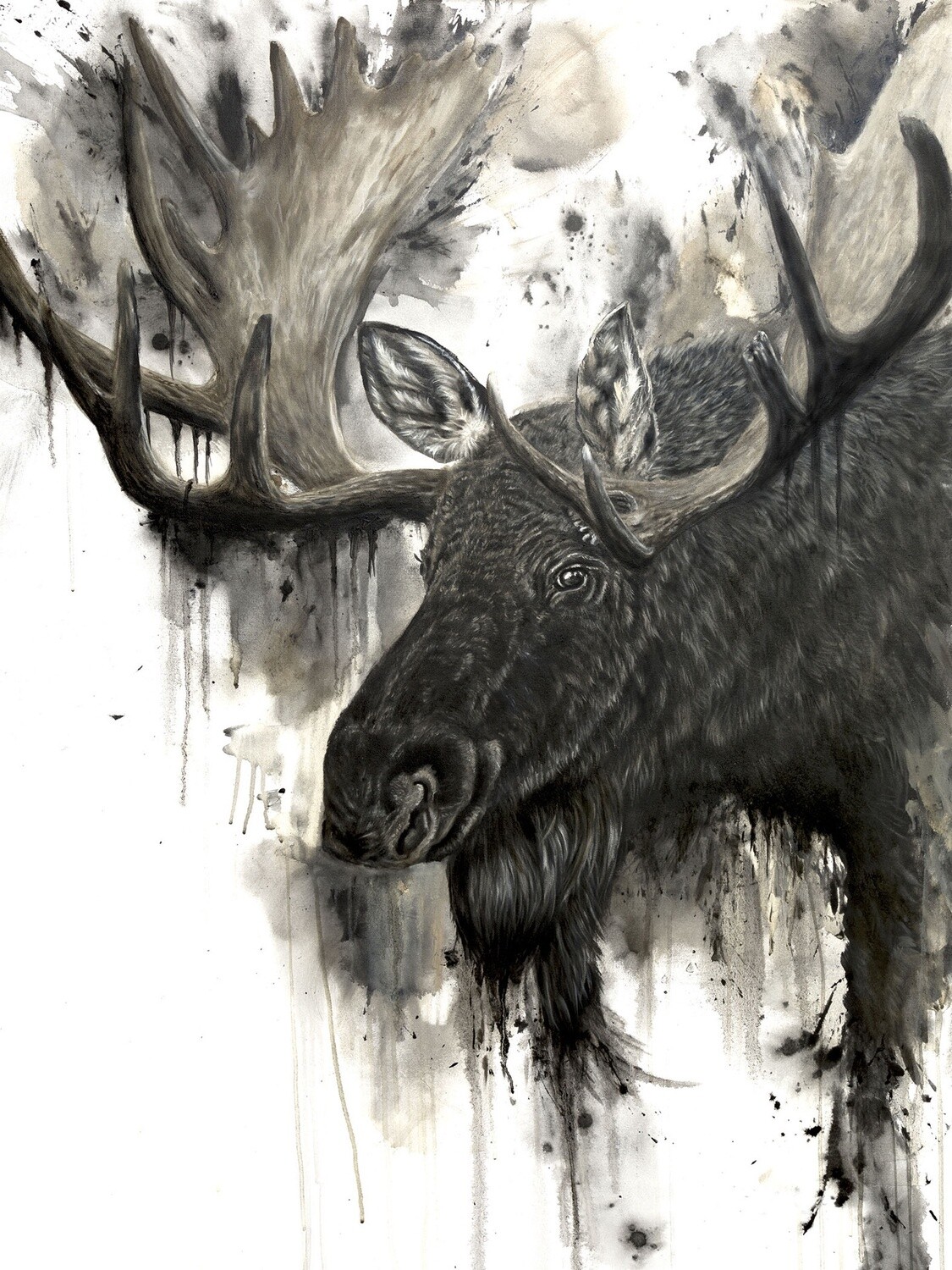 Bull Moose 30X40&quot; Giclée