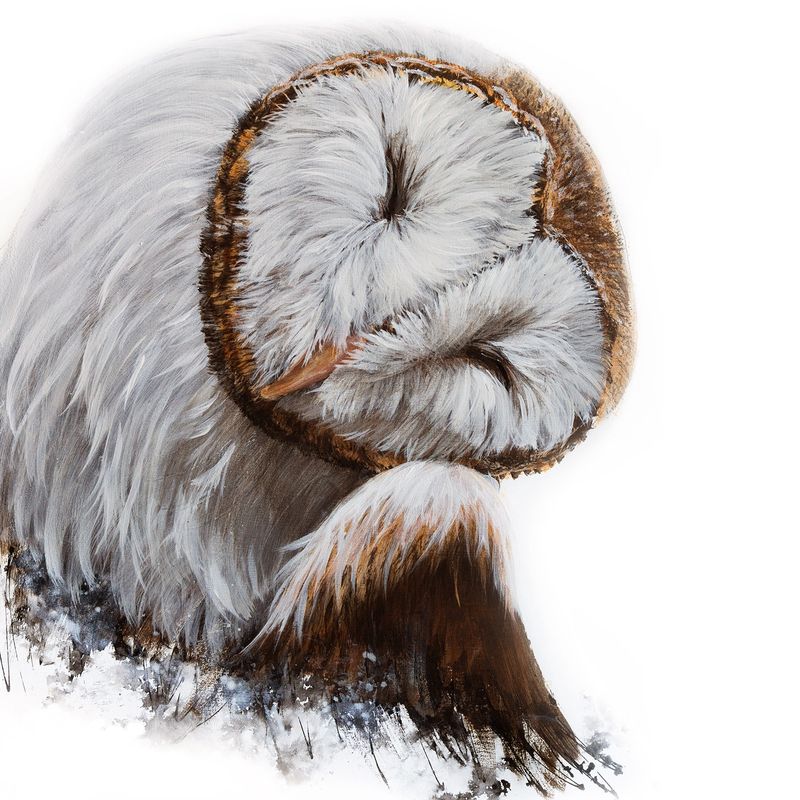 Bashful Barn Owl 24X24" Giclée