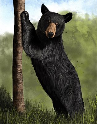 Solitary Stand 18X24&quot; Art Print