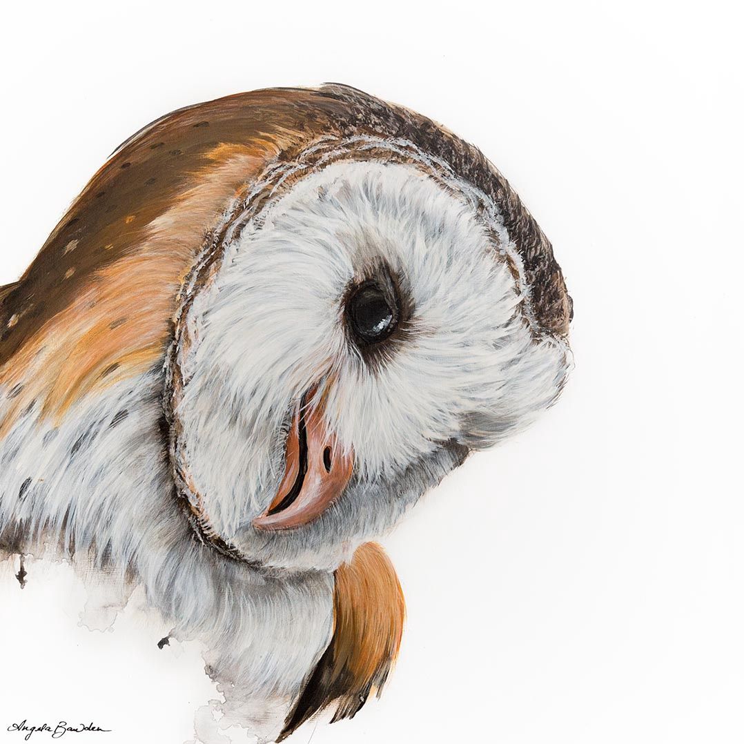 Otis (Barn Owl) Original painting