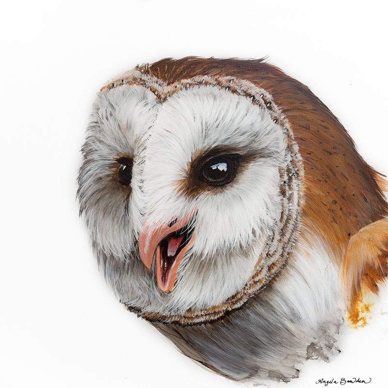 Hedwig 12X12&quot; Original
