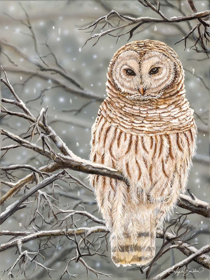 Snowy Perch 16X20&quot; Art Print