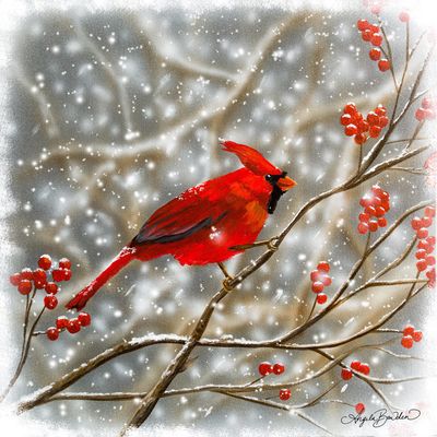 Snowberry Cardinal  -12X12&quot; Art Print