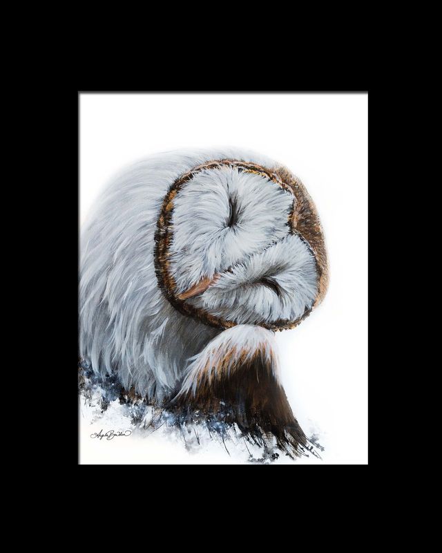 Bashful Barn Owl 11X14 w/16X20 mat