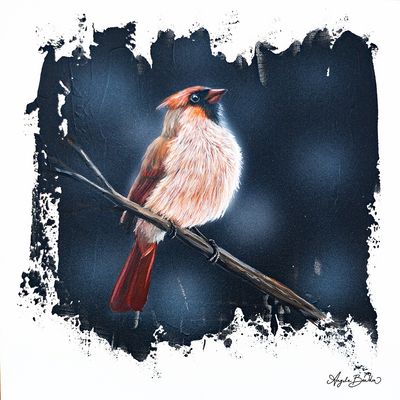 Quiet Perch: Lady Cardinal