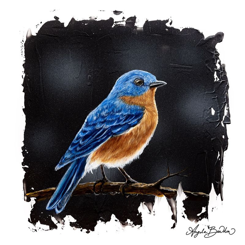Quiet Perch: Eastern Bluebird 3