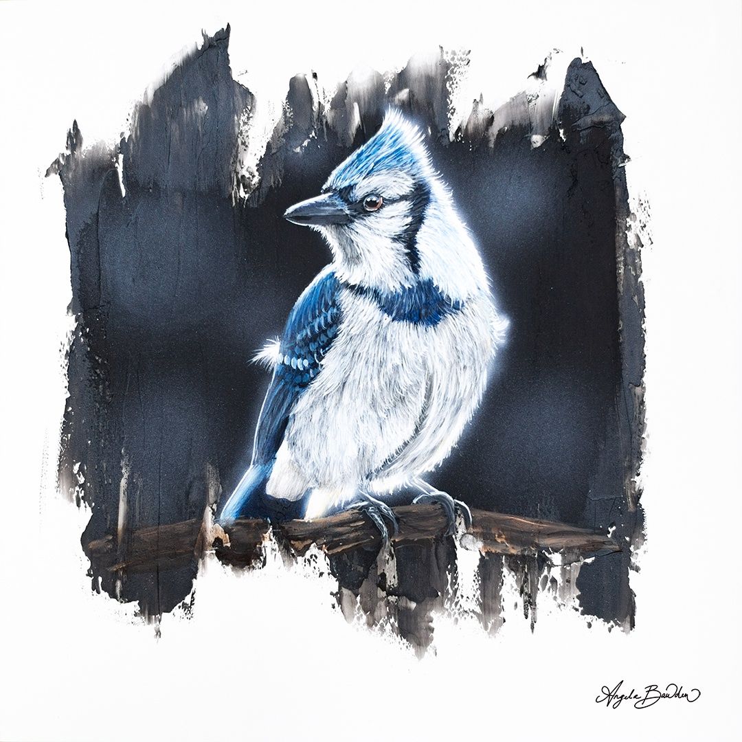 Quiet Perch Series: Blue Jay 12X12" Art Print