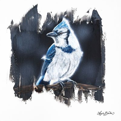 Quiet Perch Series: Blue Jay 12X12" Art Print