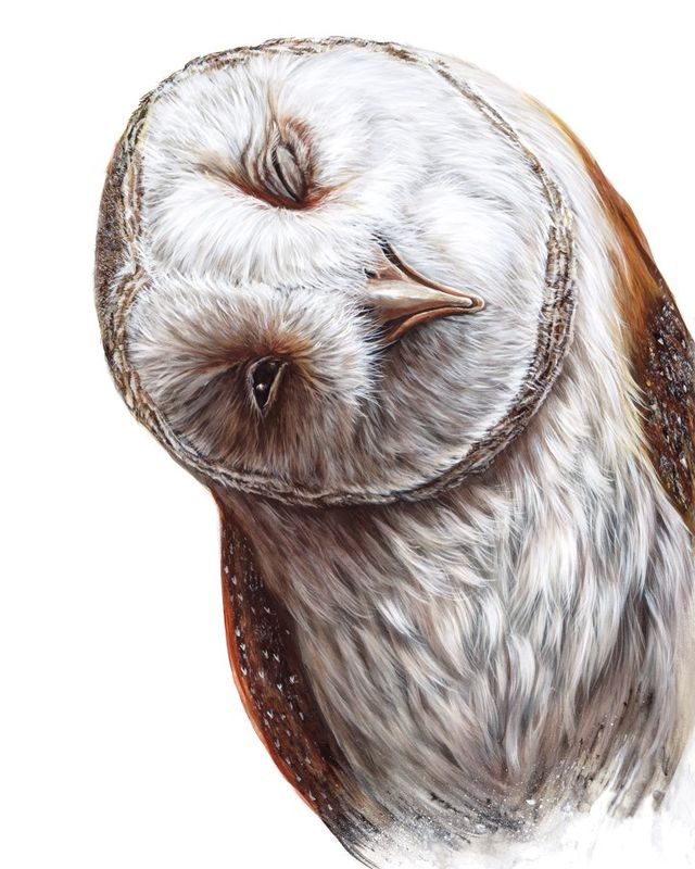 Hooty Pa Tooty 24X30" Giclée