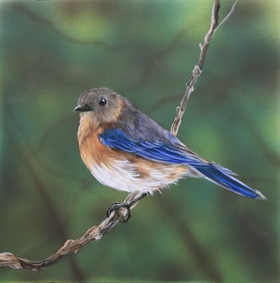 Nature's Song: Eastern Lady BlueBird 1 12X12" Original Painting