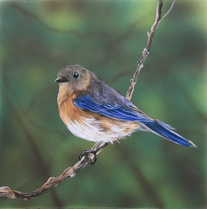 Nature's Song: Eastern Lady BlueBird 1 12X12" Original Painting