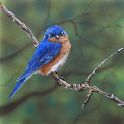Nature's Song: Eastern BlueBird 1 12X12" Original Painting