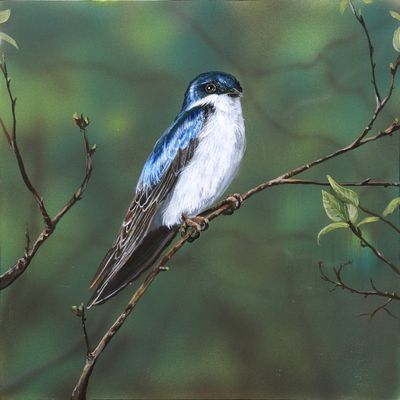Nature's Song: Tree Swallow 1 12X12" Original painting