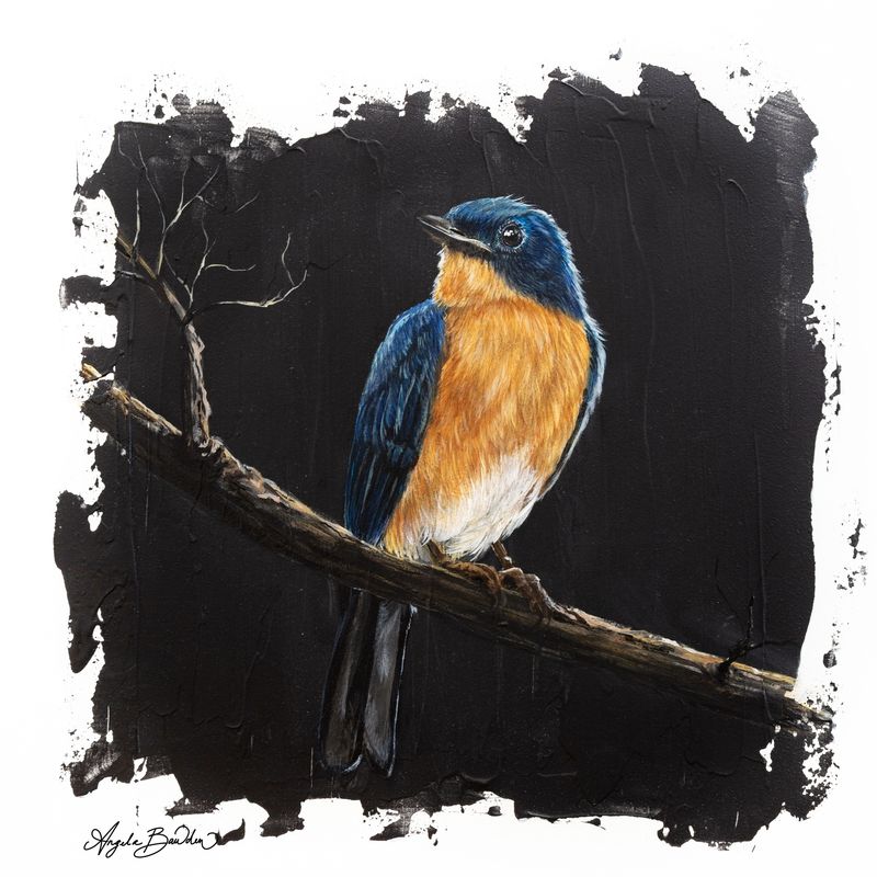 Quiet Perch Series: Eastern Blue Bird 4 12X12" Art Print