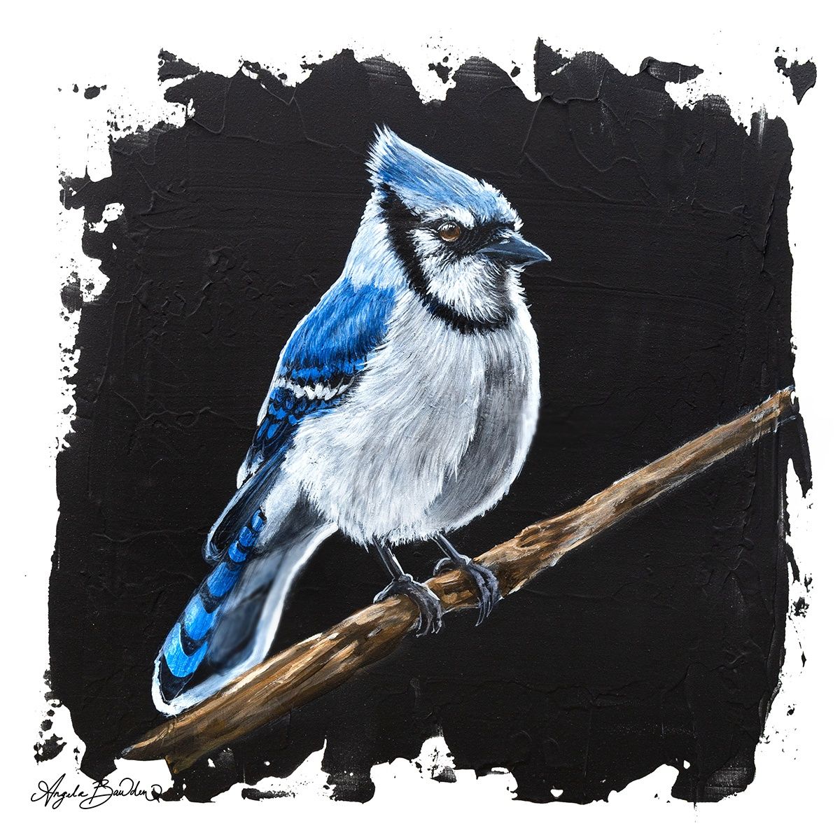 Quiet Perch Series: Blue Jay '2' 12X12" Art Print
