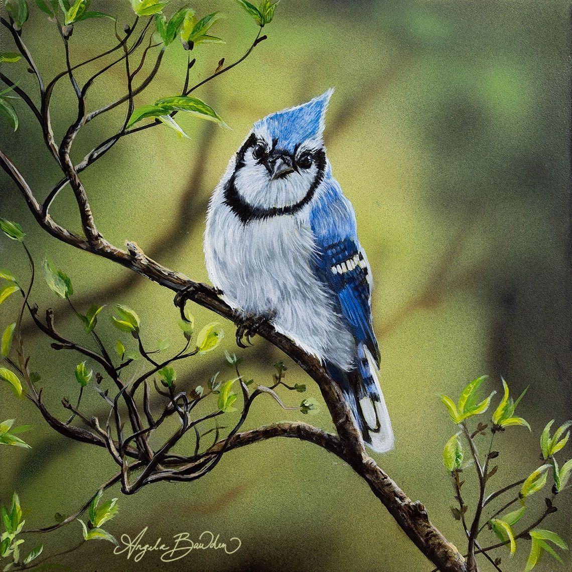 Nature's Song Blue Jay 12X12" Original Painting