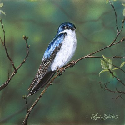 Nature's Song: Tree Swallow 12X12" Art Print