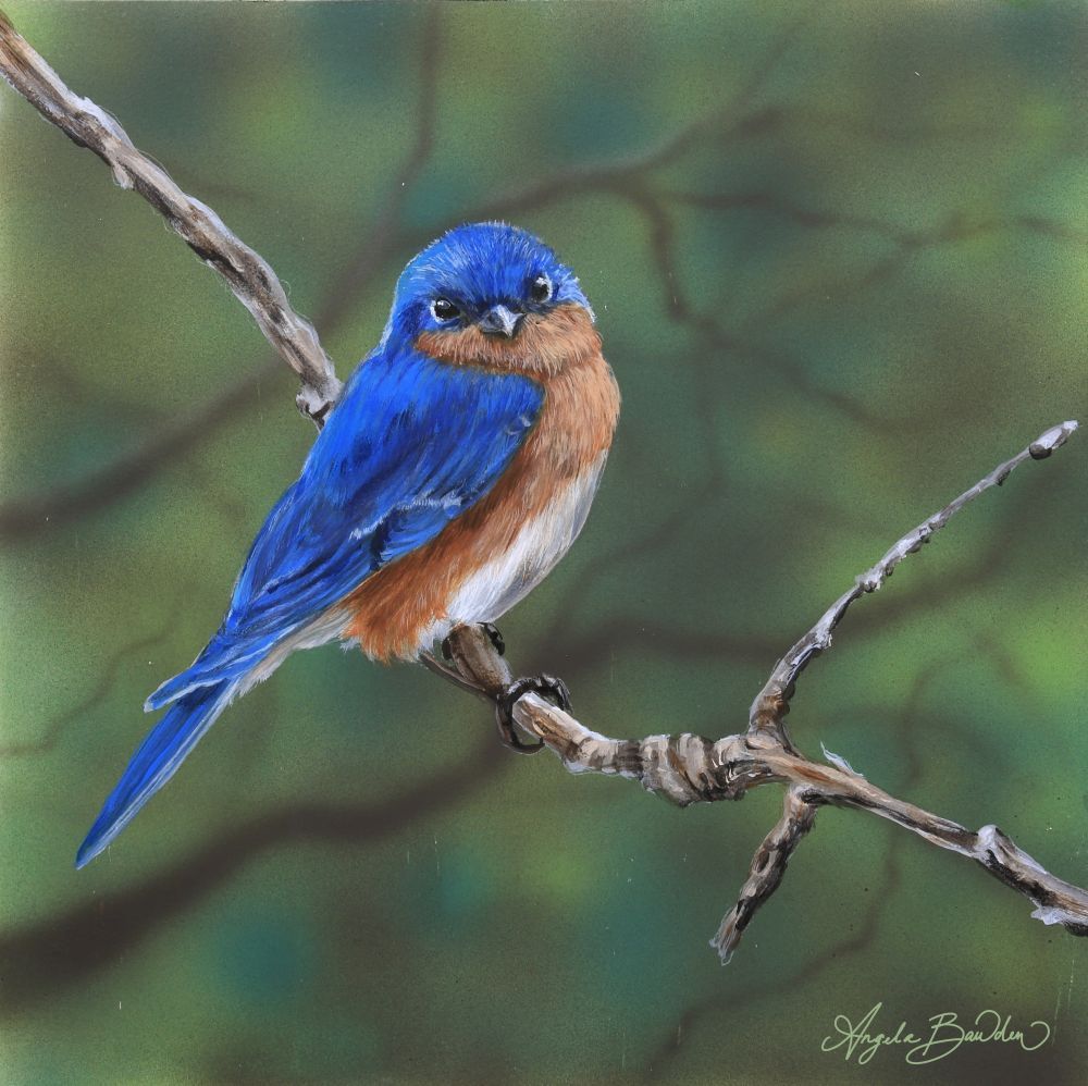 Nature's Song: Eastern BlueBird 12X12" Art Print