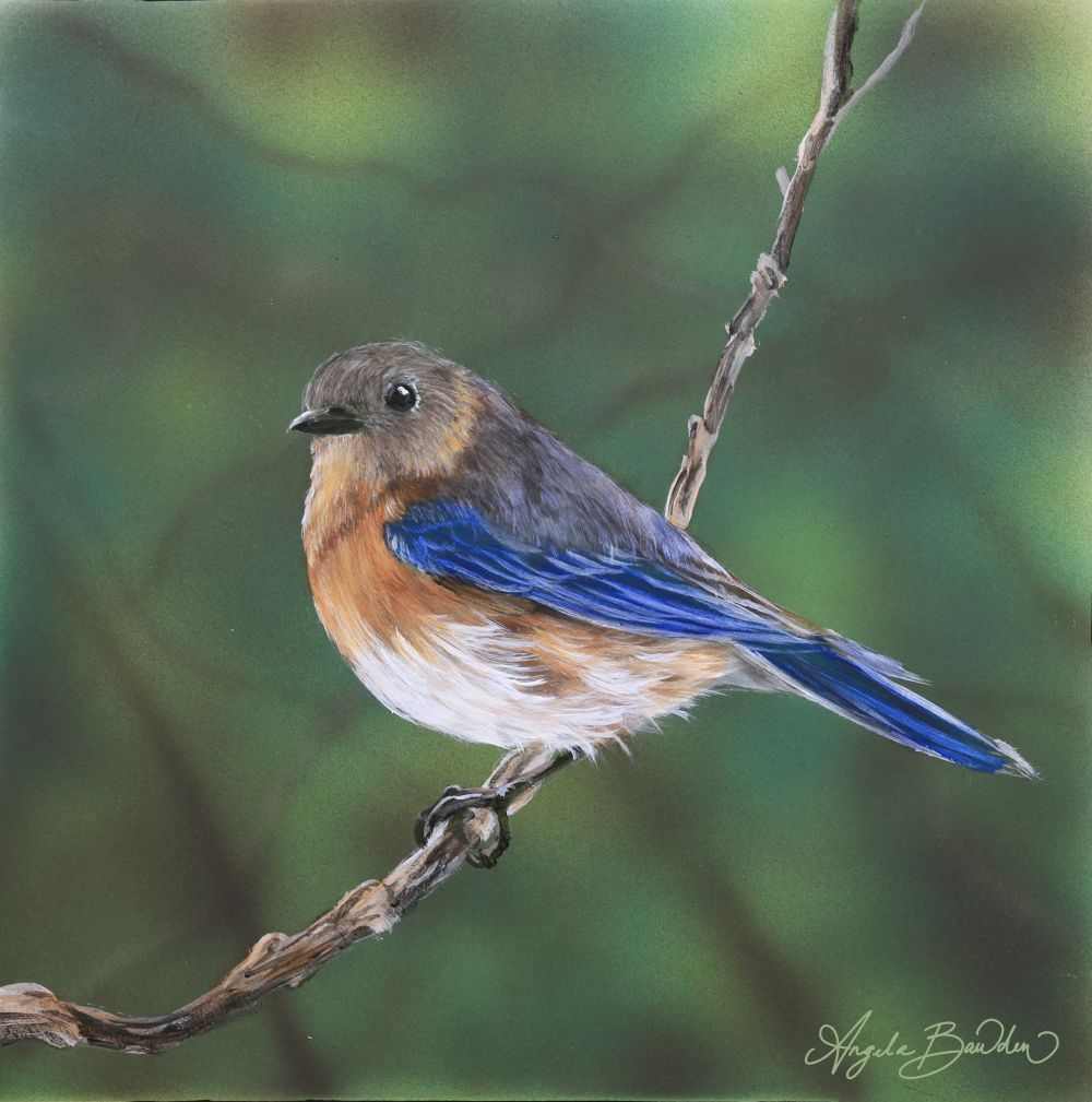 Nature's Song: Eastern Lady BlueBird