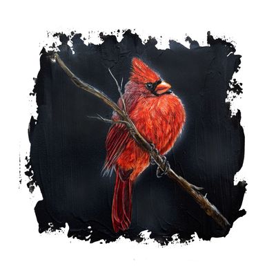 Quiet Perch: Red Cardinal 2-16X16" Giclée Canvas