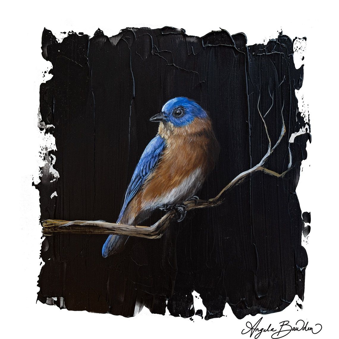 Quiet Perch Series: Eastern Blue Bird 5 12X12" Art Print