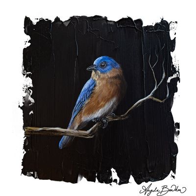 Quiet Perch Series: Eastern Blue Bird 5 12X12" Art Print