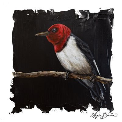 Quiet Perch: Red Headed Wood Pecker - 12X12" art print