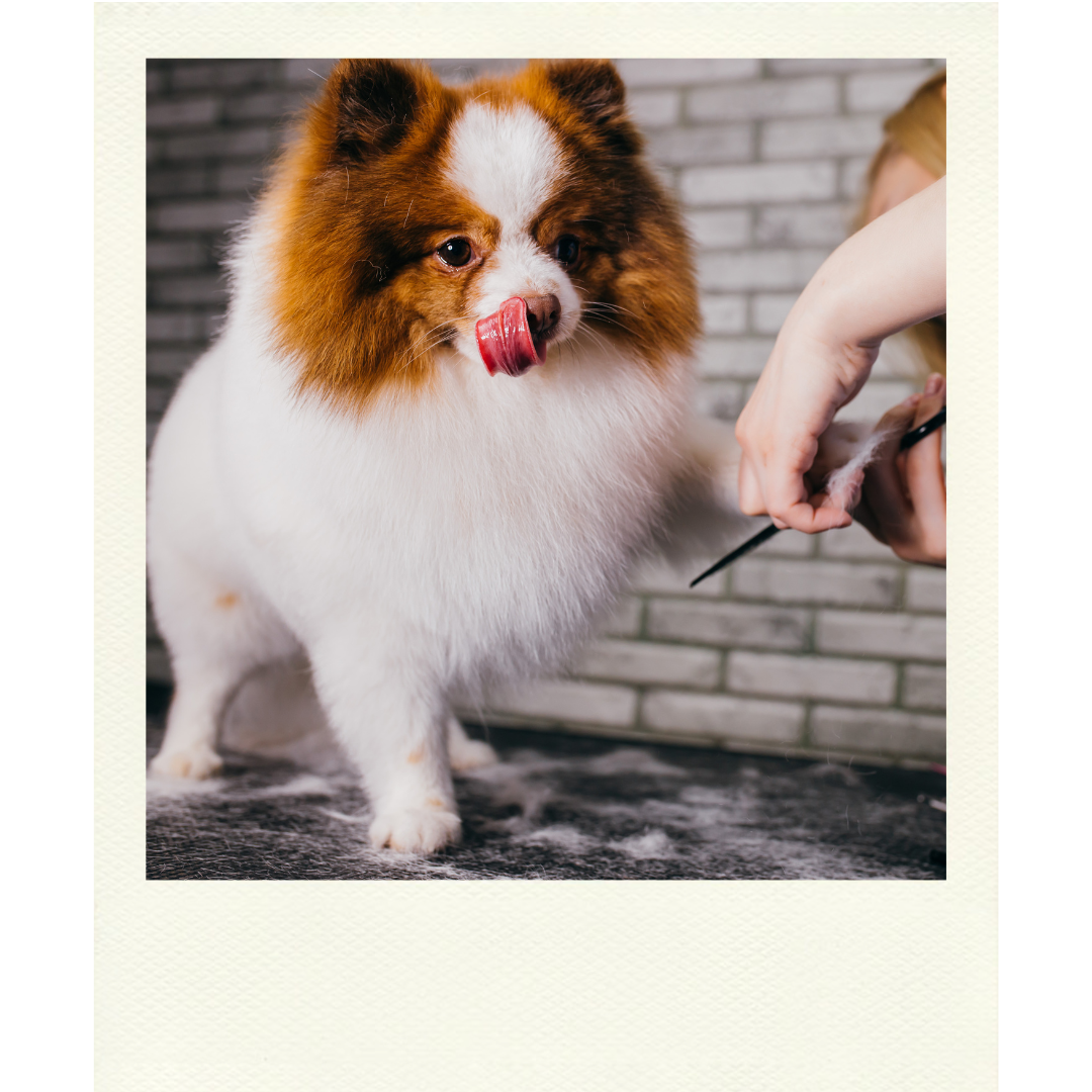Helklippning - Liten hund