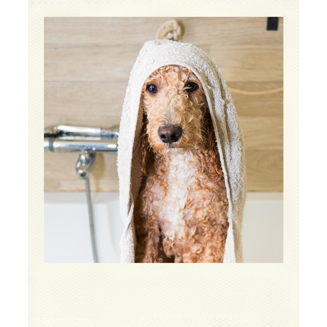 Helklippning - Stor hund