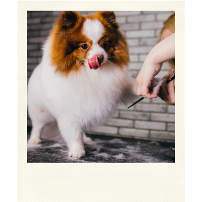 Helklippning - Liten hund
