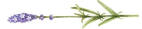 Oilfactory Essential Oil Blends