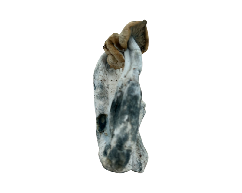 Panda&#39;s Fungi  - 3.5g