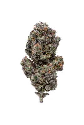 panda&#39;s choice - space candy - 50/50 hybrid