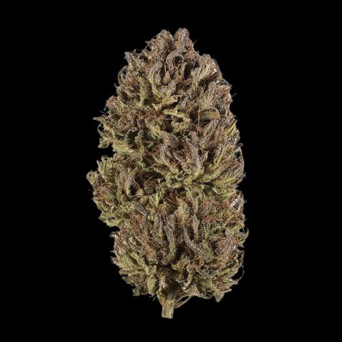 panda's choice - chocolate cherry runtz - hybrid