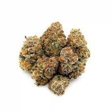 panda's choice  - mai tai - Hybrid