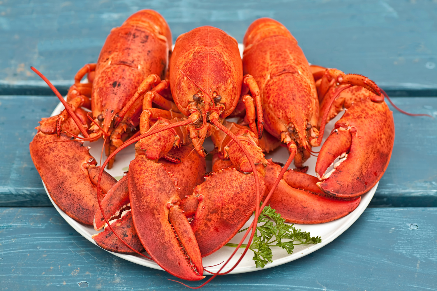 Big Crate O'Lobsters