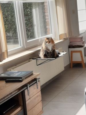 OLIVER  Lit &amp; hamac de radiateur