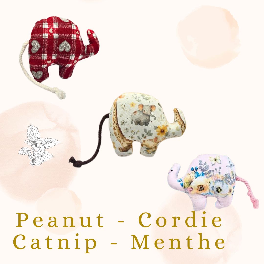 🍃 Peanut Cordie - Menthe a chat 🍃