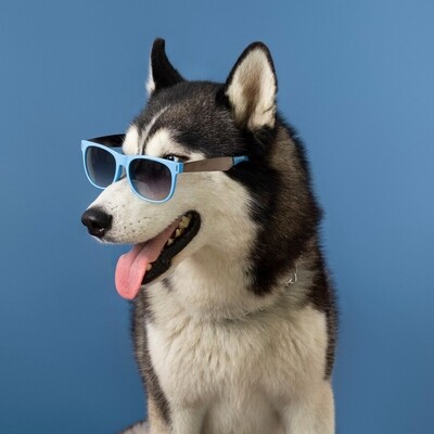 Perro