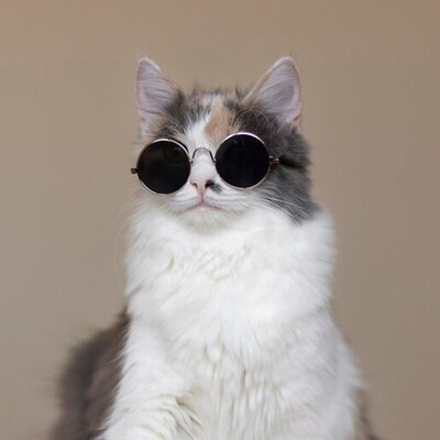 Gato